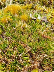 Oreobolus pectinatus