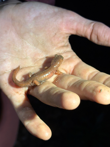 iNaturalist observation photo of Monterey Ensatina