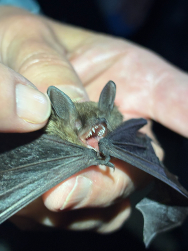 iNaturalist observation photo of Mouse-eared Bats