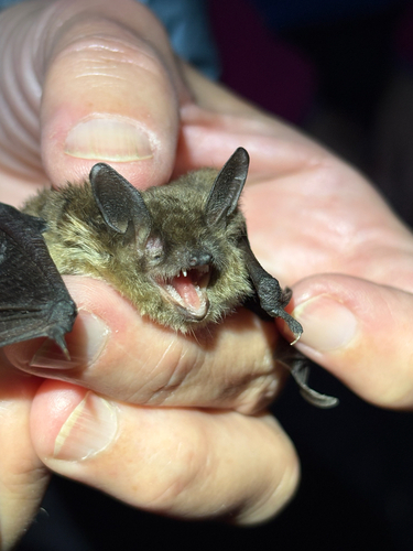 iNaturalist observation photo of Mouse-eared Bats