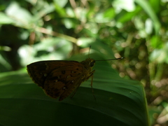 Pardaleodes sator sator