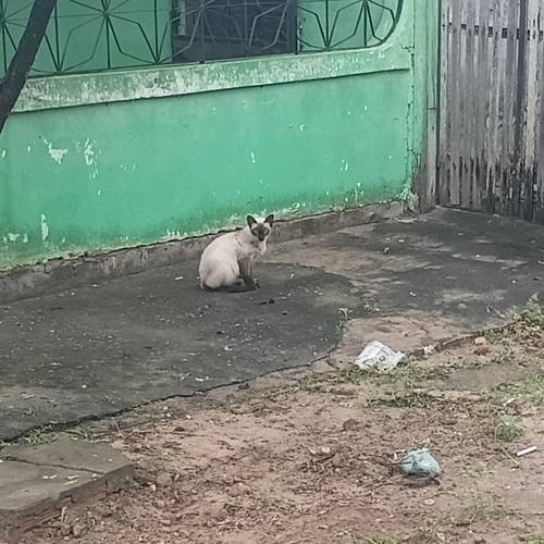 Domestic Cat