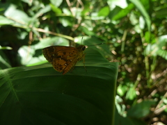 Pardaleodes sator sator