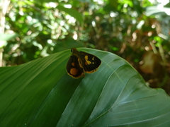 Pardaleodes sator sator