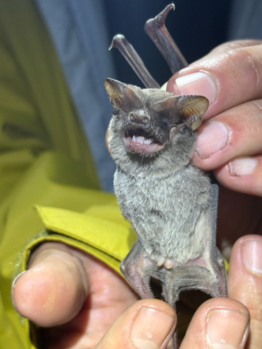 iNaturalist observation photo of Mexican Free-tailed Bat
