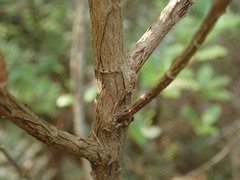 Brachyglottis perdicioides