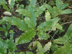 Brachyglottis perdicioides