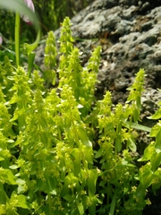 Cruciata articulata