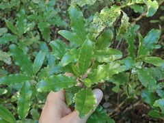 Brachyglottis perdicioides