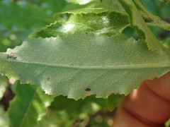 Brachyglottis perdicioides