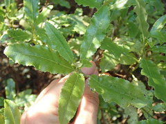 Brachyglottis perdicioides