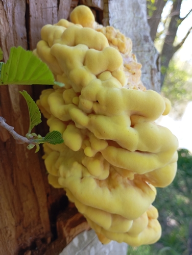 chicken of the woods