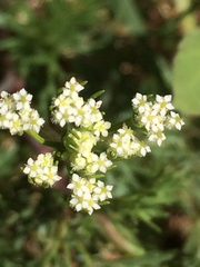 Spermolepis echinata