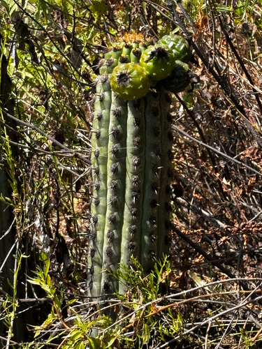 Haageocereus acranthus, photograph 2