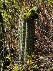 Haageocereus acranthus, photograph (c) capacoscar, some rights reserved (CC BY)