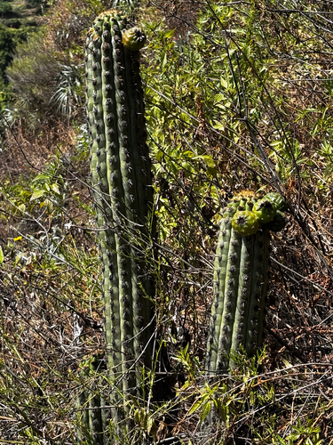 Haageocereus acranthus, photograph 3