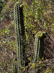 Haageocereus acranthus, photograph (c) capacoscar, some rights reserved (CC BY)