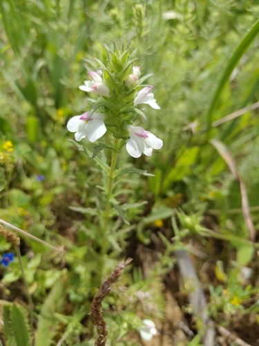 Mediterranean lineseed