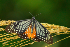 Papilio agestor