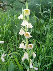 Fritillaria persica