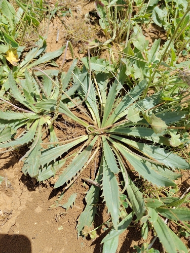 Toothed Plantain