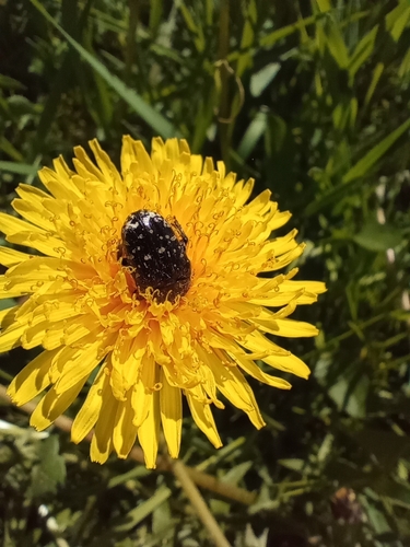 Mediterranean Spotted Chafer