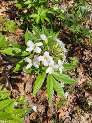 Cardamine heptaphylla