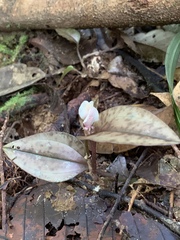 Nephelaphyllum pulchrum