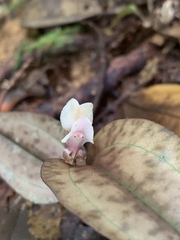 Nephelaphyllum pulchrum