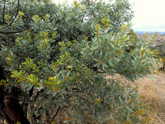 Acacia argyrophylla