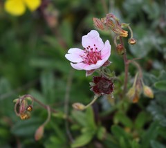 Potentilla nitida