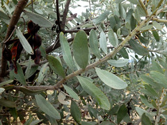 Acacia argyrophylla