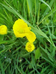 Ranunculus millefolius