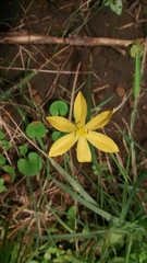 Sisyrinchium tolucense