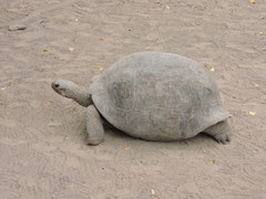 Chelonoidis niger vandenburghi