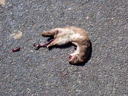 Least Weasel observed by gyps-fulvus_2026