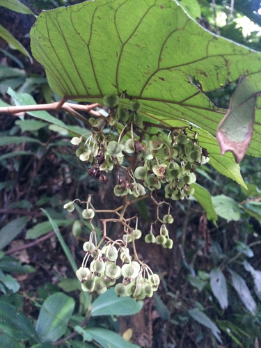Begonia arborescens, photograph 3