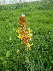 Asphodeline lutea