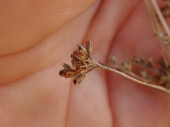 Juncus distegus