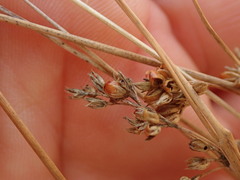 Juncus distegus