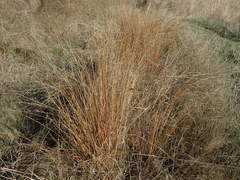 Juncus distegus