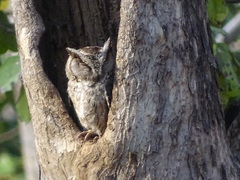 Otus bakkamoena