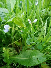 Vicia hulensis