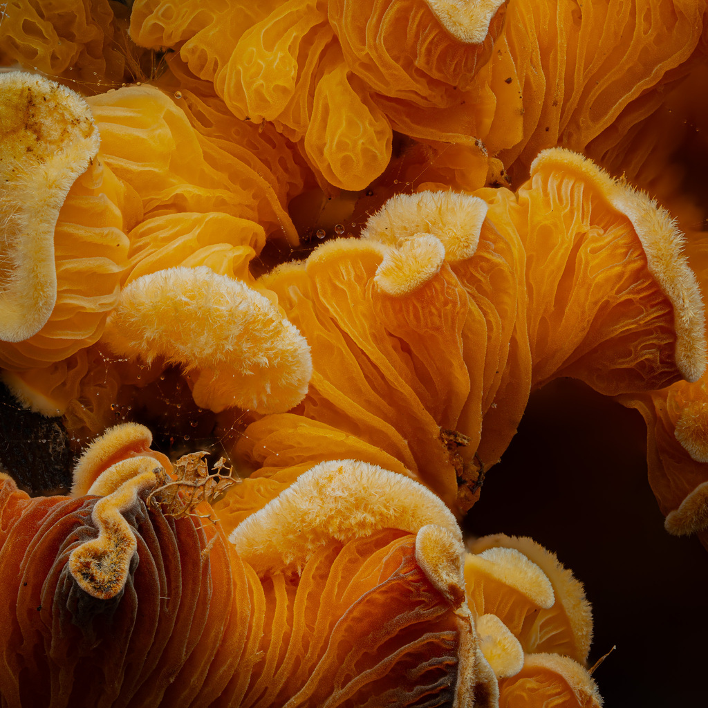 Stinking Orange Oyster · May 2026 · photo: Photo: (c) Jacob Fauvelle, some rights reserved (CC BY) · iNaturalist