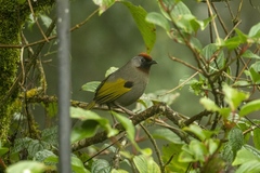 Trochalopteron melanostigma