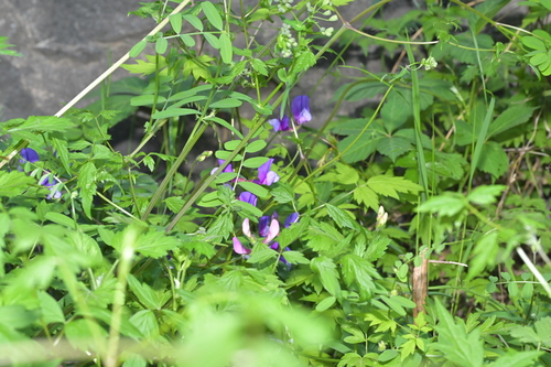 Vicia bungei, 2026-05-10