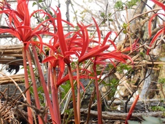 Sprekelia