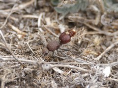 Ephutomorpha ferruginata