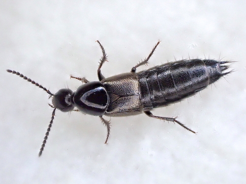 Philonthus carbonarius observed 2026-04-07