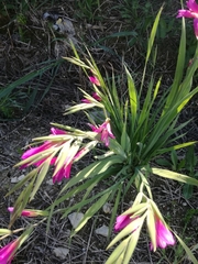 Gladiolus italicus